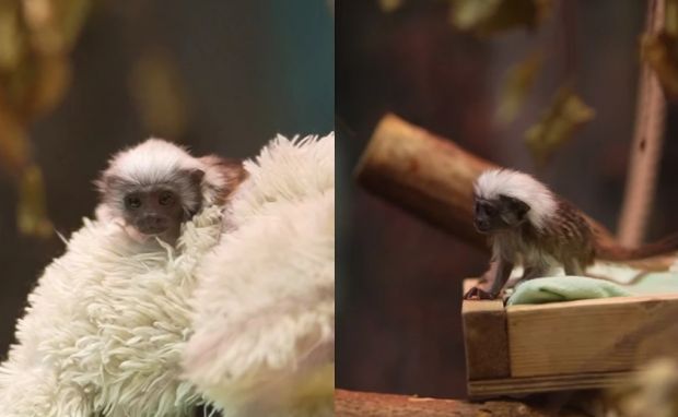 Сотрудники зоопарка выкормили детеныша эдипова тамарина