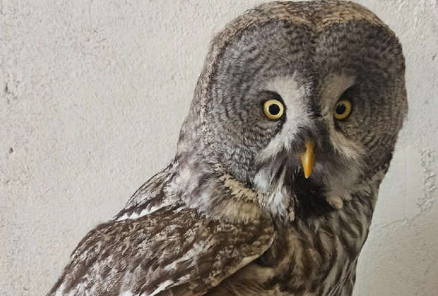 Волонтеры из Новосибирска спасли краснокнижную сову