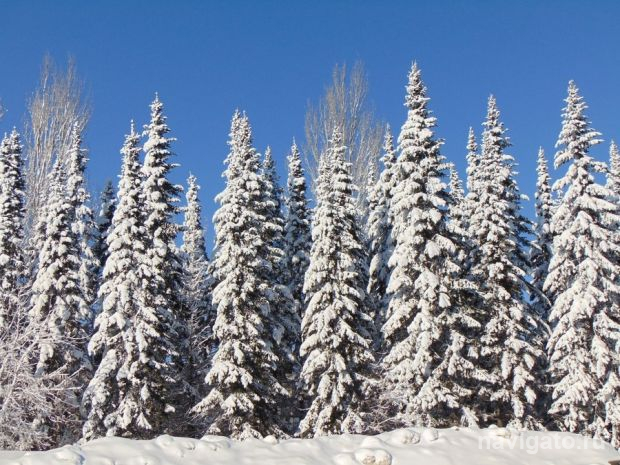 До 40 градусов мороза прогнозируют синоптики в Новосибирске