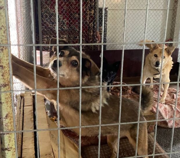 Приюту для животных в Академгородке нужна помощь