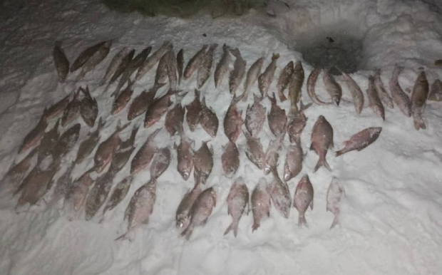 Новосибирец может получить реальный срок за незаконный улов