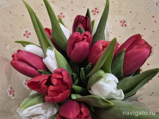 Почём можно купить тюльпаны в Новосибирске