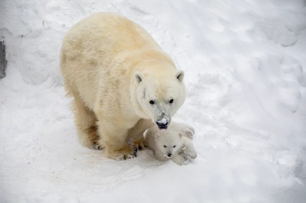 Белые медведи Герда и Кай снова стали родителями