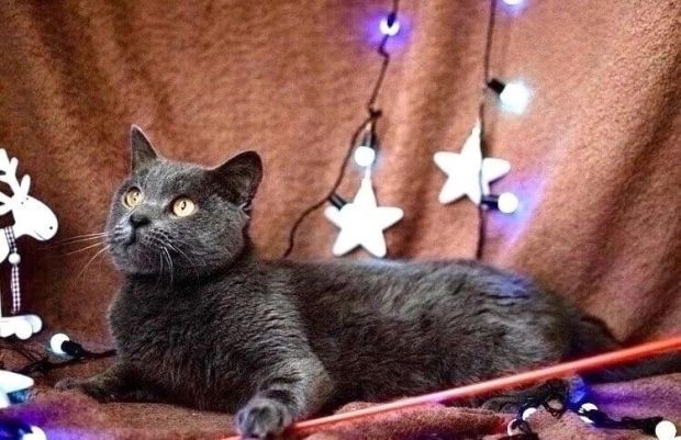 Очаровательному коту Дымычу ищут дом