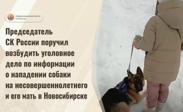Начата проверка по факту нападения собаки на женщину с ребенком в Академгородке