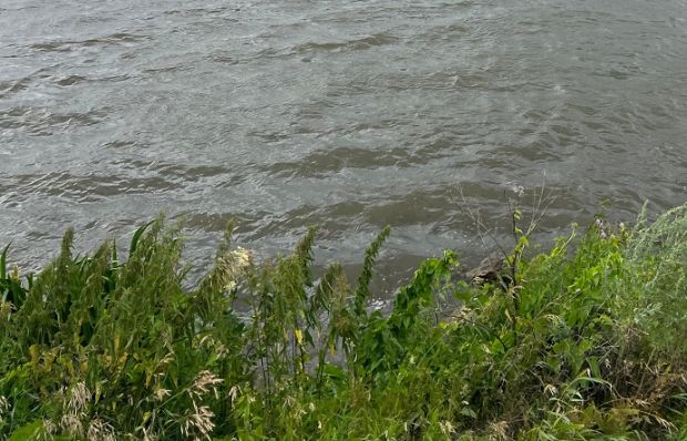 Биомасса травостоя в лесах Академгородка сравнима с биомассой листвы деревьев