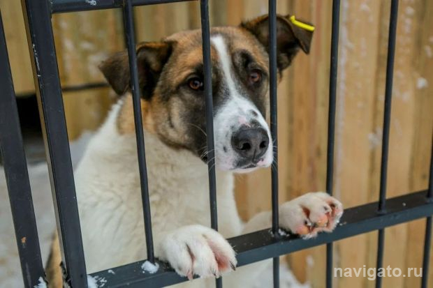 Названа улица Советского района, где выловили больше всего бездомных собак
