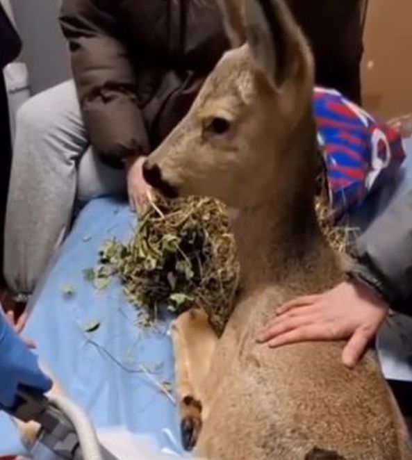 Уникальную операцию косуле со сломанным позвоночником провели в Новосибирске