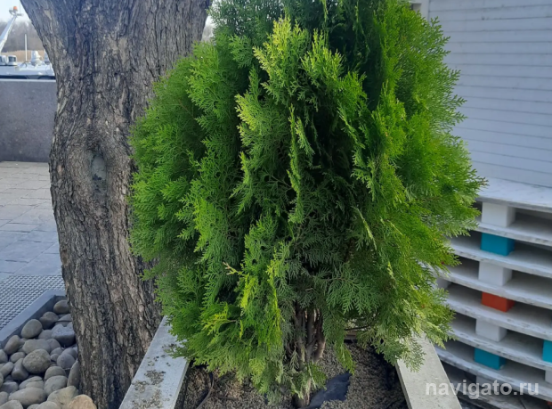 Эксперт Светлана Гижицкая расскажет о жизни деревьев в городе