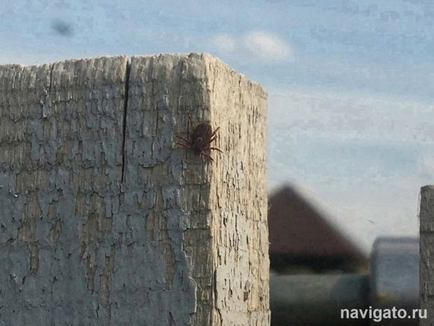 Первые случаи укусов клещами зарегистрированы в НСО