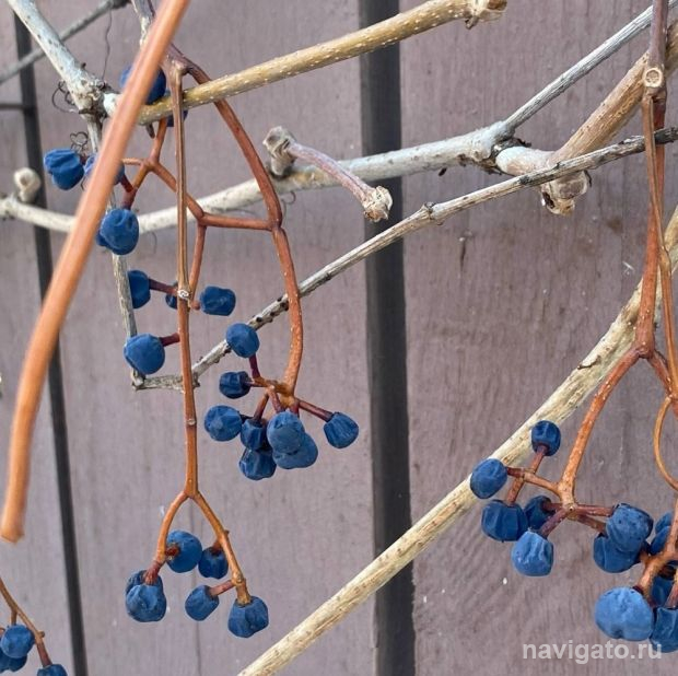 Небольшое похолодание и снег придут в Новосибирск