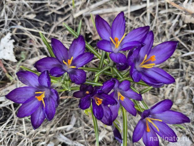 До 26 градусов потеплеет в Новосибирске