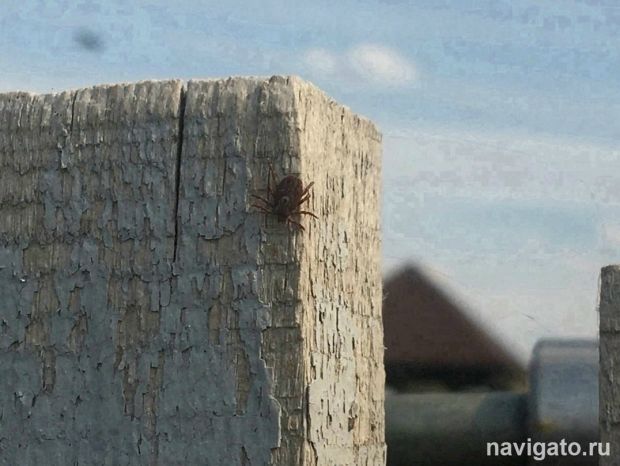 Растет число пациентов с тяжелыми осложнениями после укуса клеща