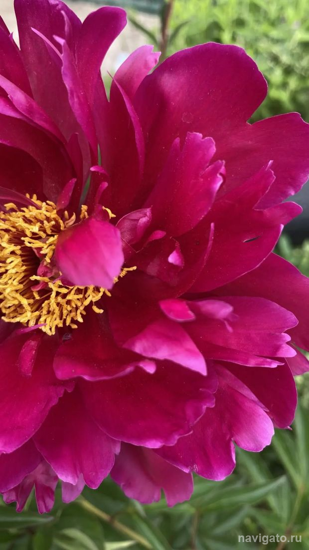 Чего ждать новосибирцам от погоды в ближайшие дни