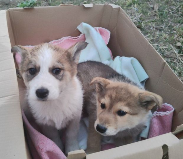 Дом для двух щенков ищут на Шлюзе
