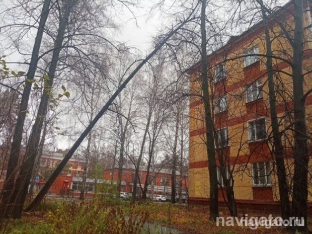 Новосибирцев нужно предупреждать об обрезке и сносе деревьев