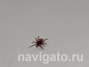 Обращений из-за покусов клещей стало почти в два раза меньше