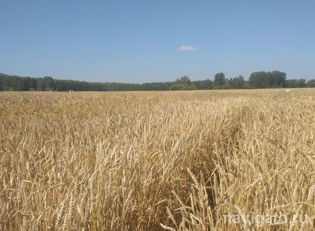 Фиолетовую твёрдую пшеницу для макарон выводят генетики СО РАН