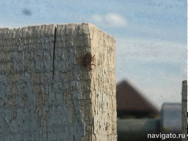 43-х детей укусили клещи на прошлой неделе в Новосибирске