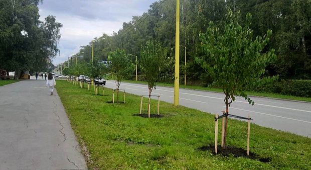 Мэр Новосибирска попросил горожан беречь газоны