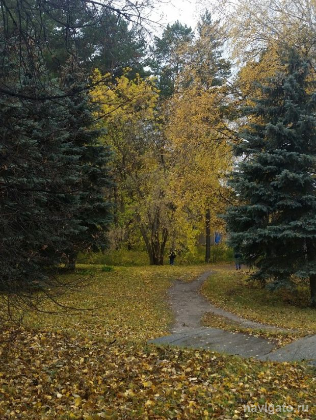 В минприроды НСО опровергли информацию о медведях вблизи Академгородка
